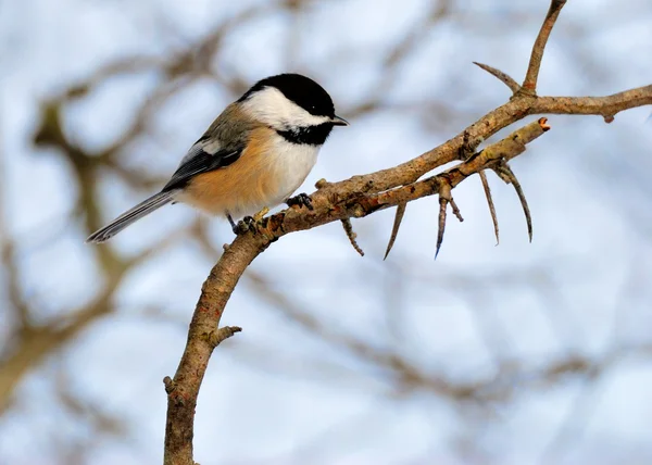 Chickadee ที่ปกคลุมด้วยสีดํา — ภาพถ่ายสต็อก