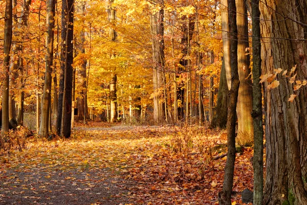 Trilha de natureza outono — Fotografia de Stock