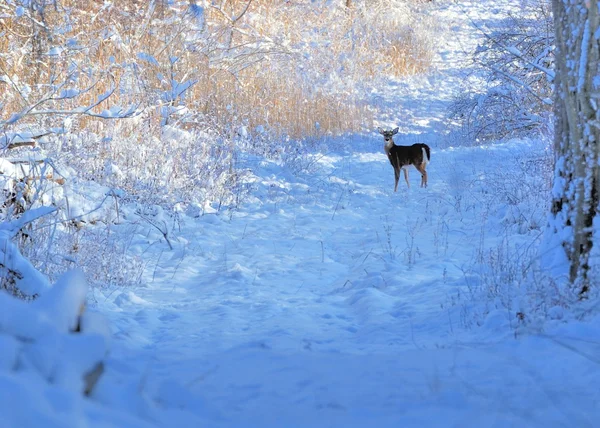 Weißnagel-Rehwild — Stockfoto