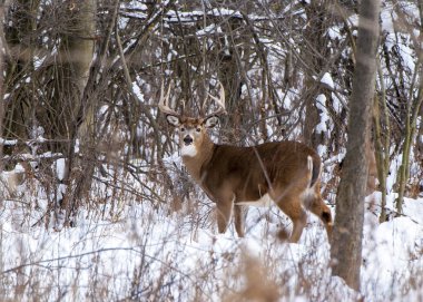 Whitetail Geyik buck