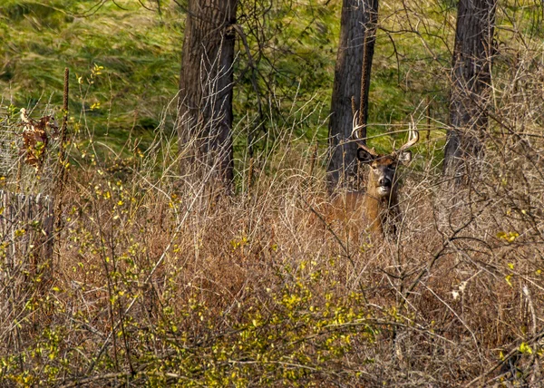 Whitetail 鹿バック — ストック写真