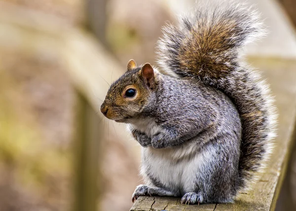 Grauhörnchen — Stockfoto