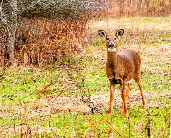 Whitetail Deer Doe — Fotografie, imagine de stoc
