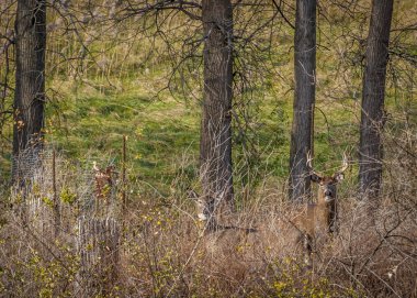 Whitetail Geyik buck ve doe