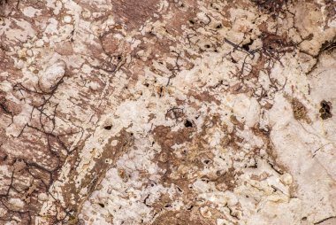 ağaç kabuğu arkaplanı