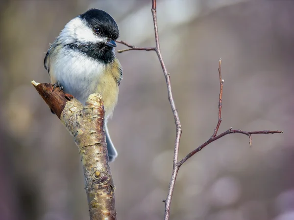 Chickadee de gorra negra — Foto de Stock