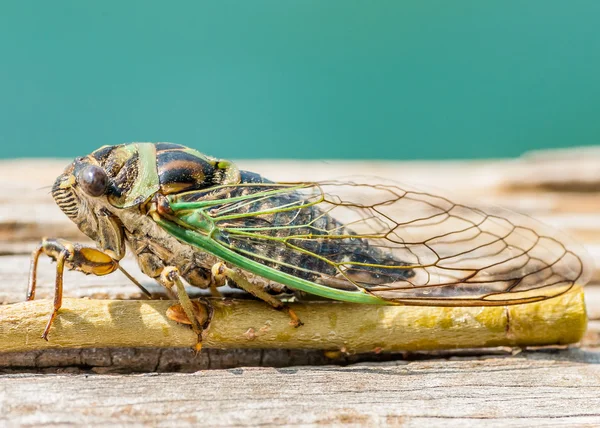 Cicada — Stock fotografie