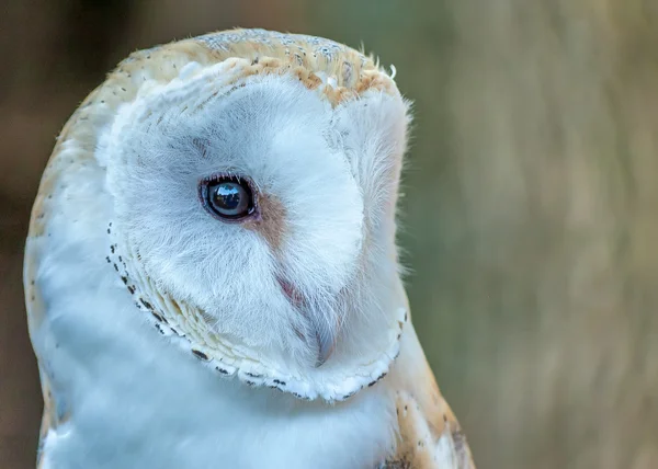 Barn Owl — Stock Photo, Image