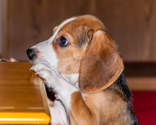 Beagle Puppy — Stock Photo, Image