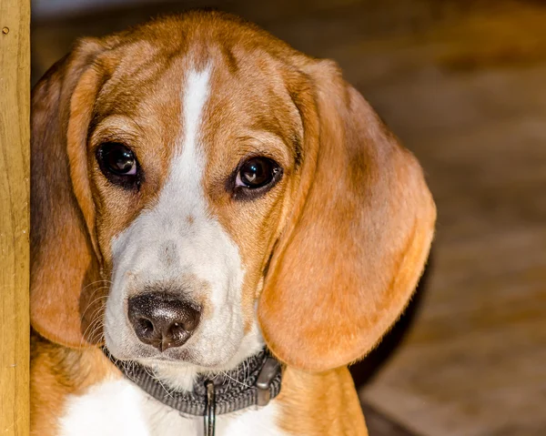 Beagle Puppy — Stock Photo, Image