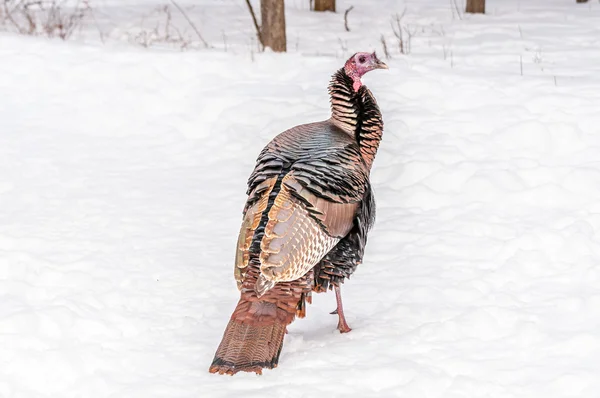 Wild Turkey — Stock Photo, Image