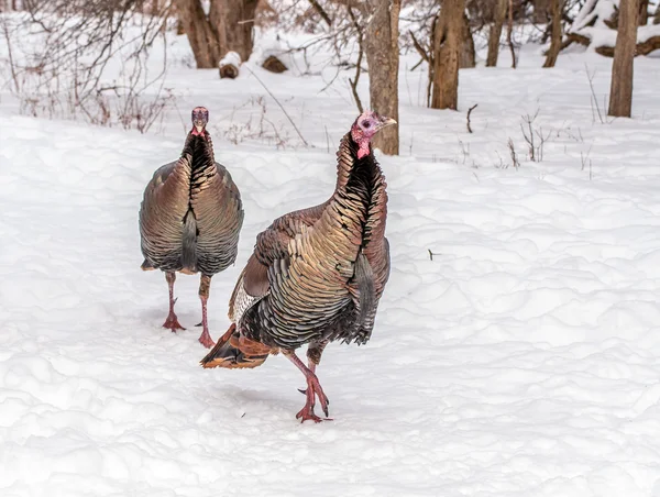 Pavo salvaje Primer plano — Foto de Stock