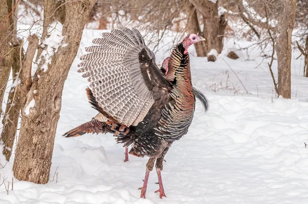 Pavo salvaje Primer plano — Foto de Stock