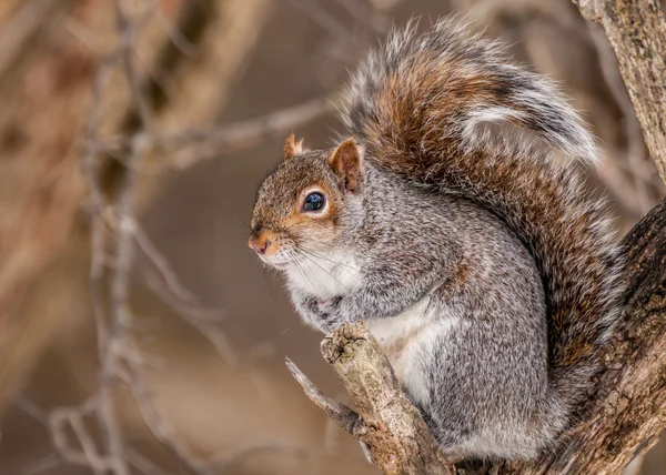 Ardilla gris — Foto de Stock