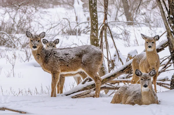 Χειμώνα whitetail ελάφια — Φωτογραφία Αρχείου