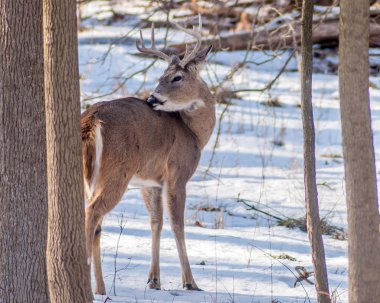Whitetail Geyik buck