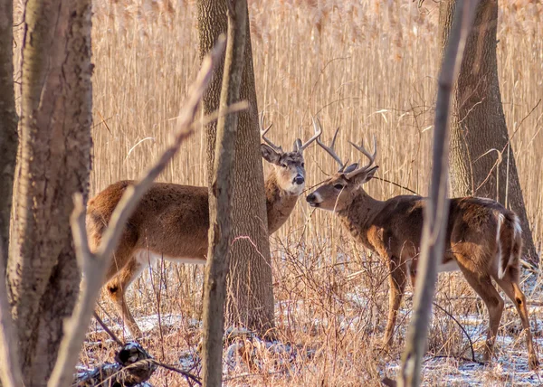 Whitetail-szarvas — Stock Fotó