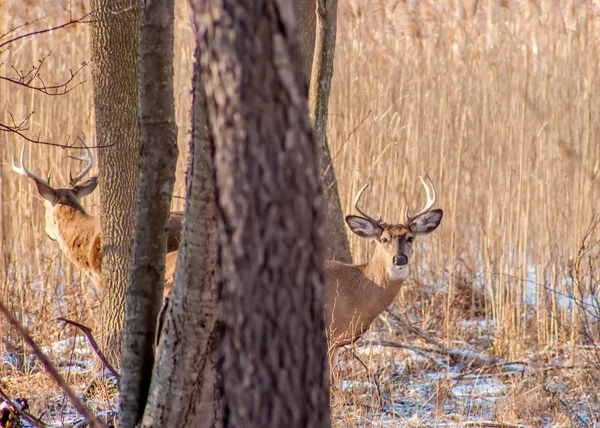 Whitetail 鹿バック — ストック写真