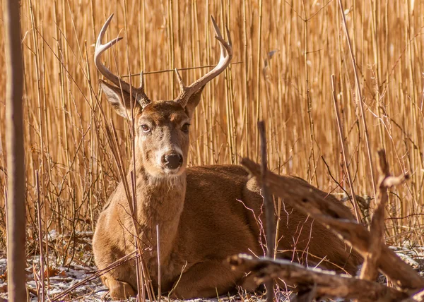 Whitetail Deer Buck — Stock Photo, Image