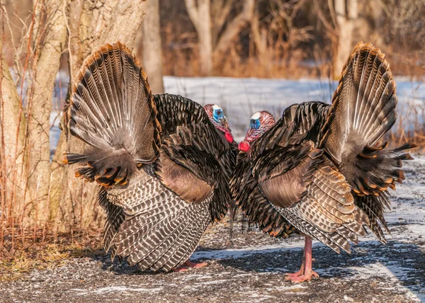 Dinde sauvage (meleagris gallopavo) — Photo