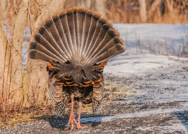 Wild Turkey (Meleagris gallopavo) — Stock Photo, Image