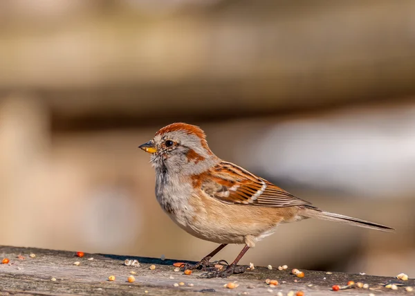 Tree Sparrow — Φωτογραφία Αρχείου