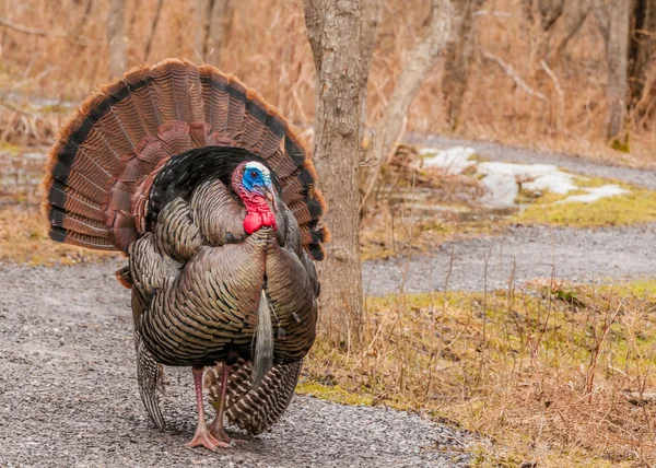 Vilda Turkiet (meleagris gallopavo) — Stockfoto