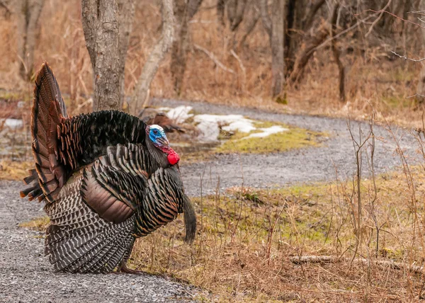 Wild Turkey (Meleagris gallopavo) — Stock Photo, Image