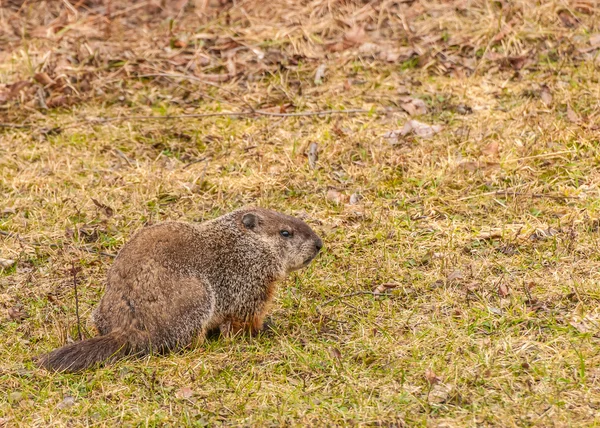 Ground Hog — Stock Photo, Image