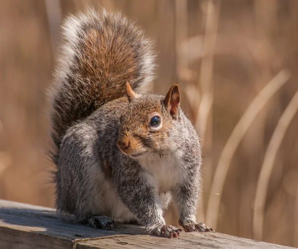 Ardilla gris — Foto de Stock