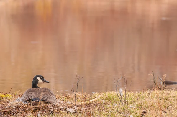 Canada Goose Nest — Stock Photo, Image