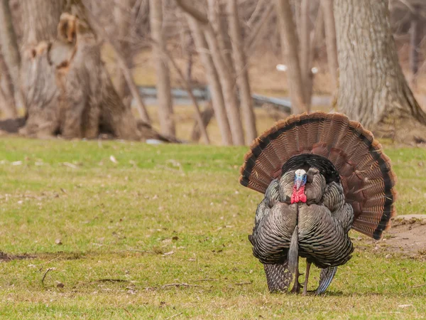 野生土耳其（Meleagris gallopavo）) — 图库照片