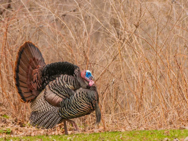 Wild Turkey (meleagris four allopavo) — Stok fotoğraf