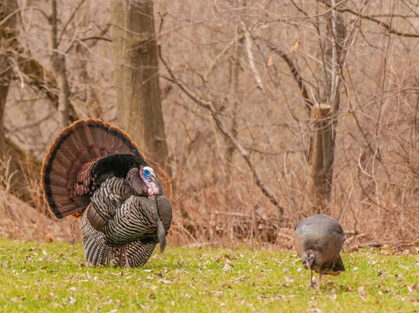 Pavo salvaje (meleagris gallopavo) — Foto de Stock