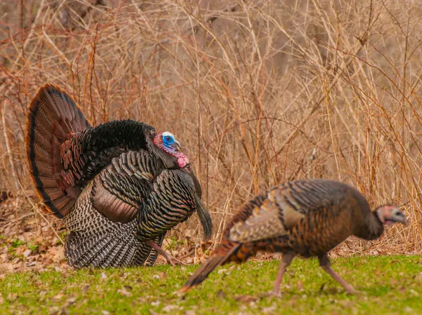 Pavo salvaje (meleagris gallopavo) — Foto de Stock