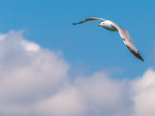 Gaviota de pico anular — Foto de Stock