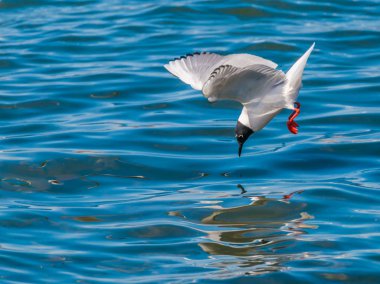 Bonaparte'nın martı