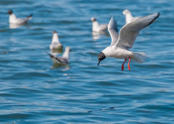 Bonaparte's Gull — Stock Photo, Image