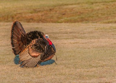 Wild Turkey (meleagris four allopavo)