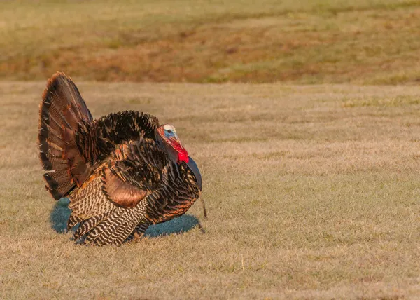 Wilde Turkije (meleagris gallopavo) — Stockfoto