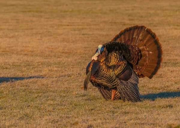 Wild Turkey (Meleagris gallopavo) — Stock Photo, Image