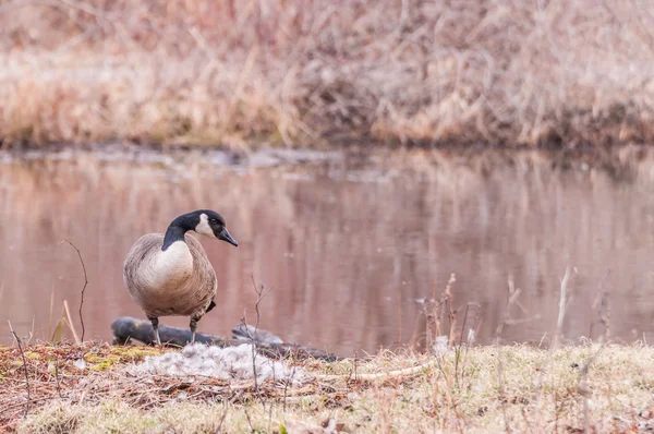 Canada Goose Nest — Stock Photo, Image