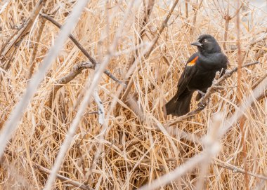 Kırmızı - kanatlı karakuş
