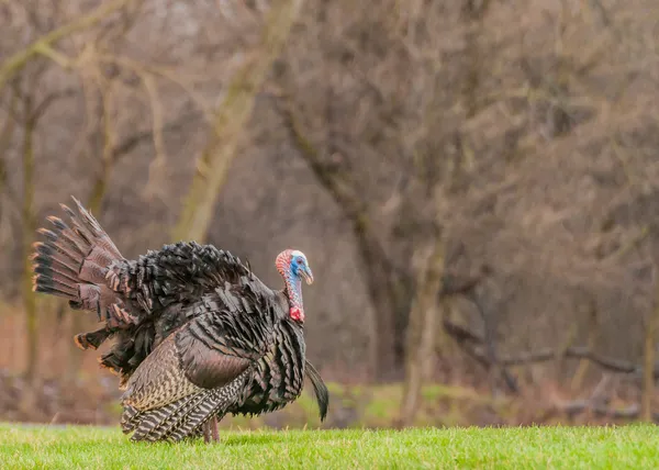 Pavo salvaje — Foto de Stock