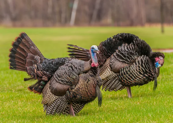 Wild Turkey — Stock Photo, Image