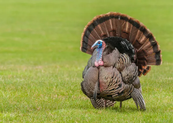 Wild turkey Stockbild
