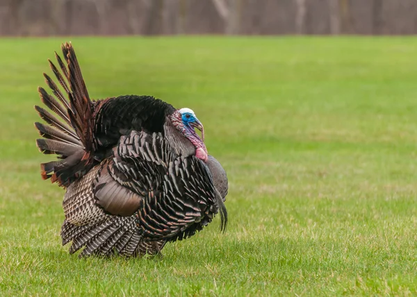 Wild turkey — Stockfoto