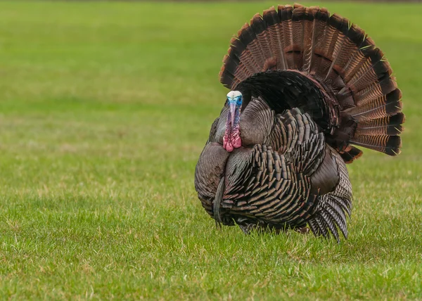 Wild turkey — Stockfoto