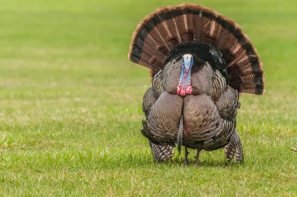 Pavo salvaje — Foto de Stock