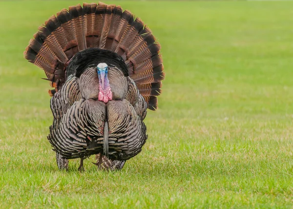 Wild turkey — Stockfoto